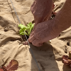 Toile de paillage biodégradable en papier naturelle