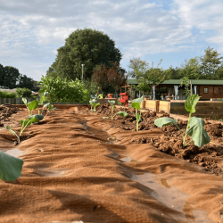 Toile de paillage biodégradable en papier naturelle